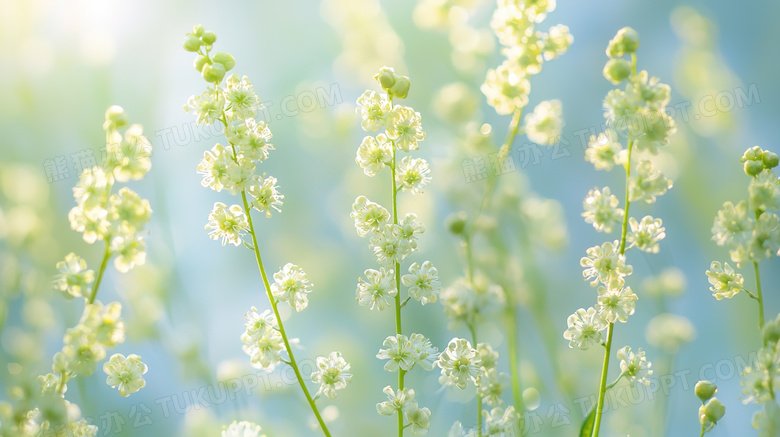 春季植物花骨朵图片