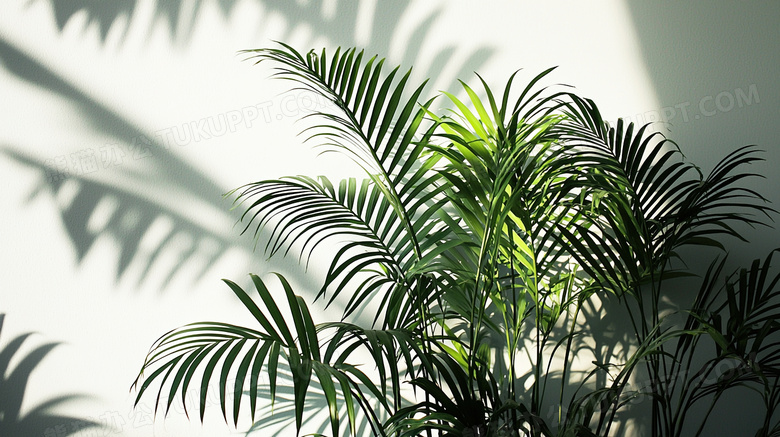 植物叶片剪影光影图片