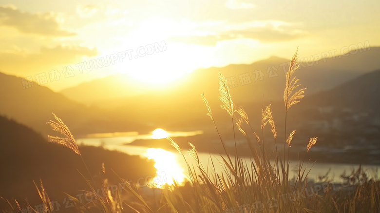 草丛芦苇剪影风景唯美风光图片