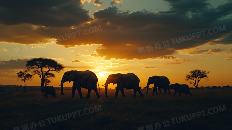 森林象群夕阳剪影唯美风景图片