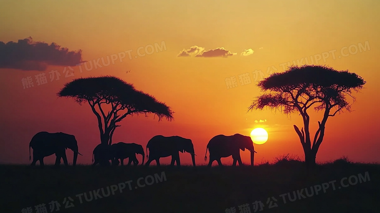 森林象群夕阳剪影唯美风景图片