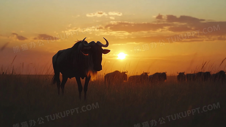 草丛野牛夕阳下唯美剪影图片