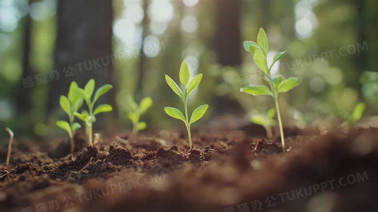 草地春天生机勃勃植物发芽图片