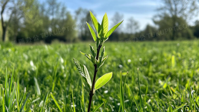 树苗春天生机勃勃植物发芽图片