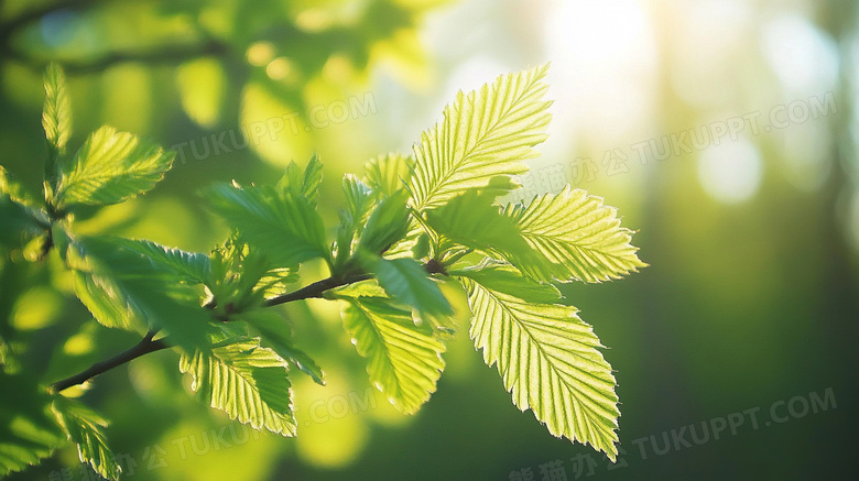 树枝嫩芽春天生机勃勃植物发芽图片