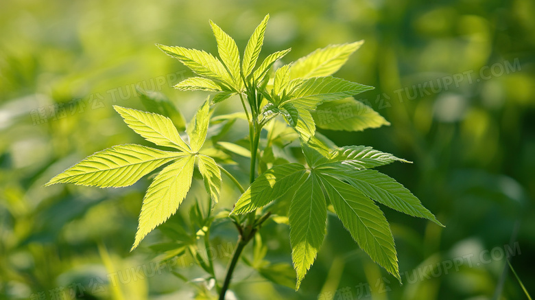 树枝嫩芽春天生机勃勃植物发芽图片