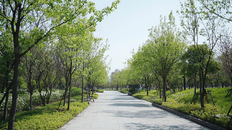 绿树成荫的公园道路风景图片