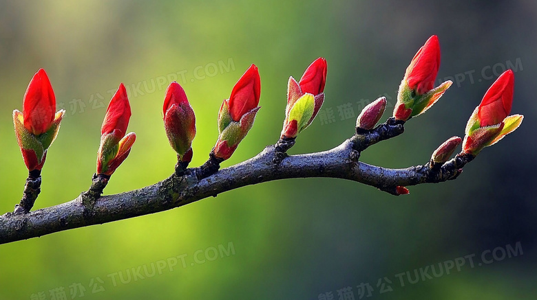 春天植物发芽图片