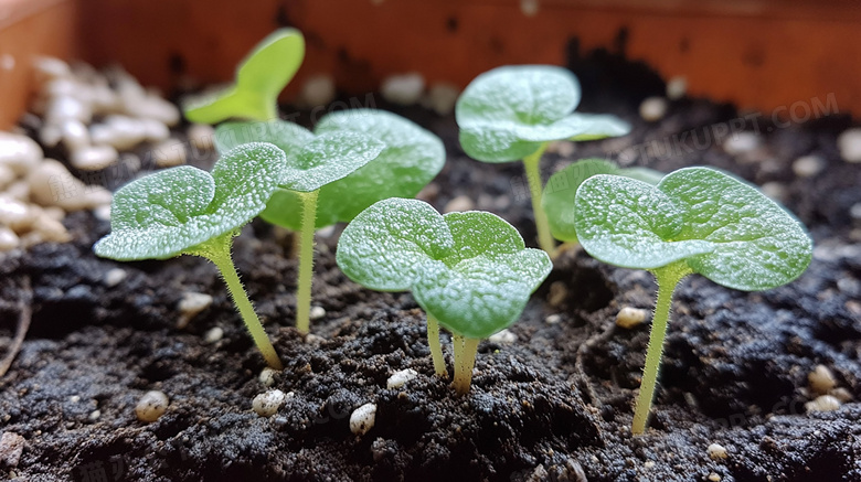 春天植物发芽图片