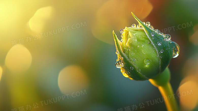 春天植物发芽图片