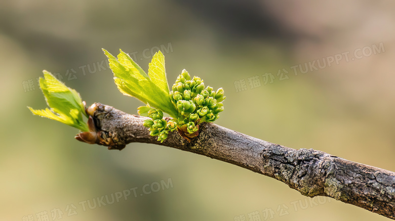 春天春季树枝长出嫩芽的植物图片