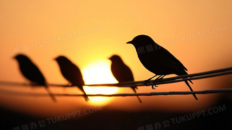 夕阳下电线上的鸟群剪影图片