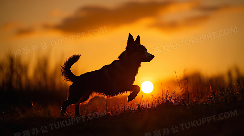 夕阳下一只小狗奔跑剪影图片