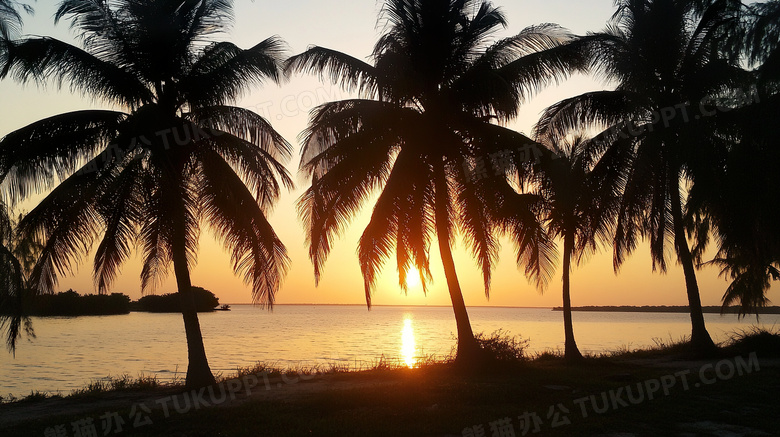 夕阳下海边椰树剪影图片