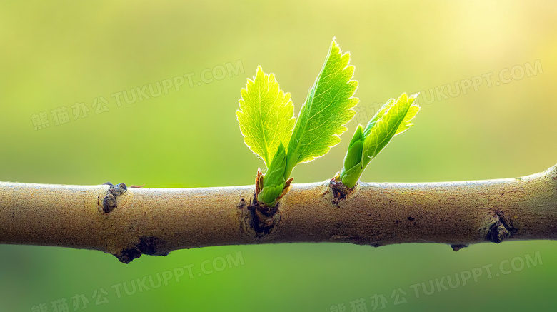 春天发芽新芽冒芽生机图片