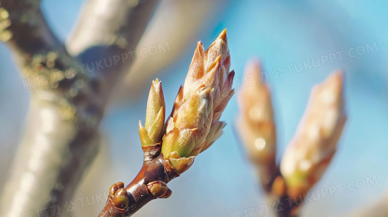 春天发芽新芽冒芽生机图片