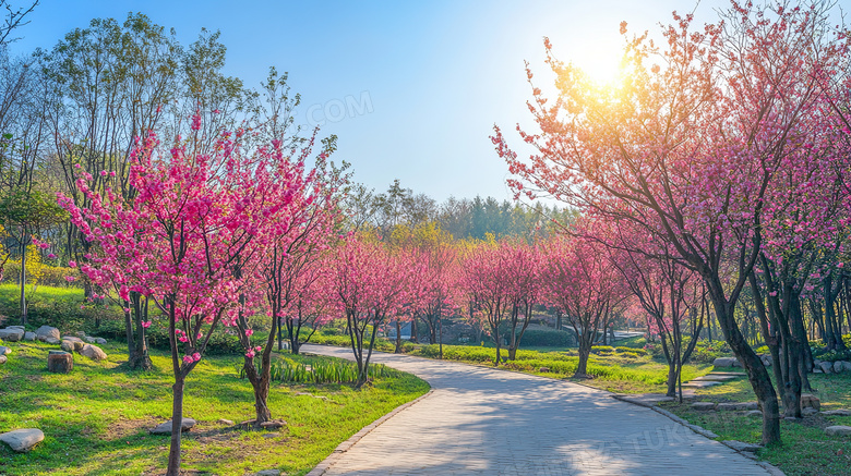 春天公园里的桃花图片