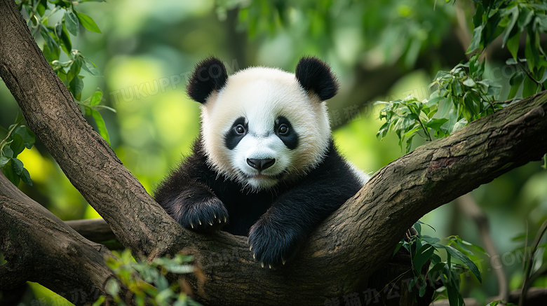 春天树枝上的熊猫图片