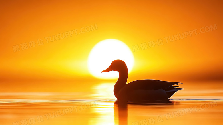 夕阳下湖面一只鸭子剪影图片