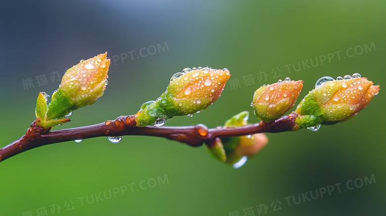 春天植物的花苞花蕾图片