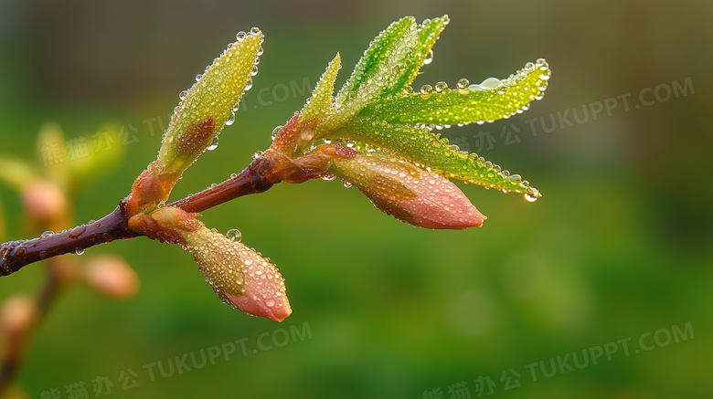 春天植物的花苞花蕾图片