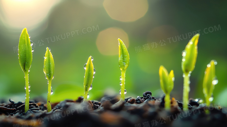 春天植物种子发芽图片