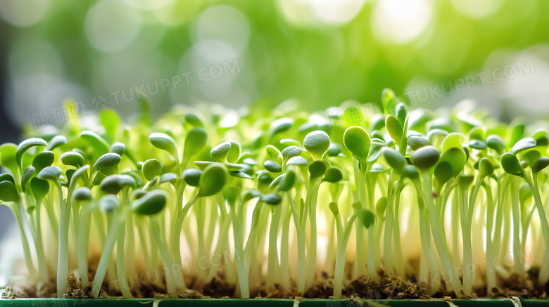 春天植物种子发芽图片