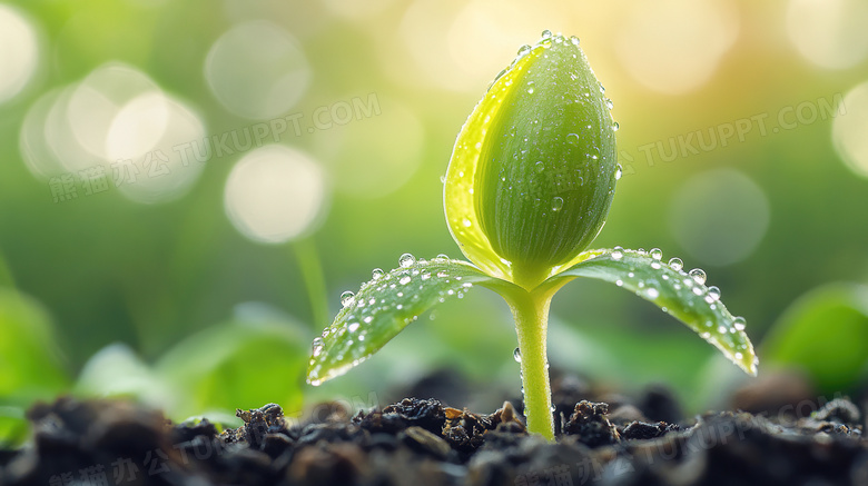 春天植物种子发芽图片