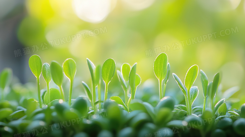 春天植物种子发芽图片