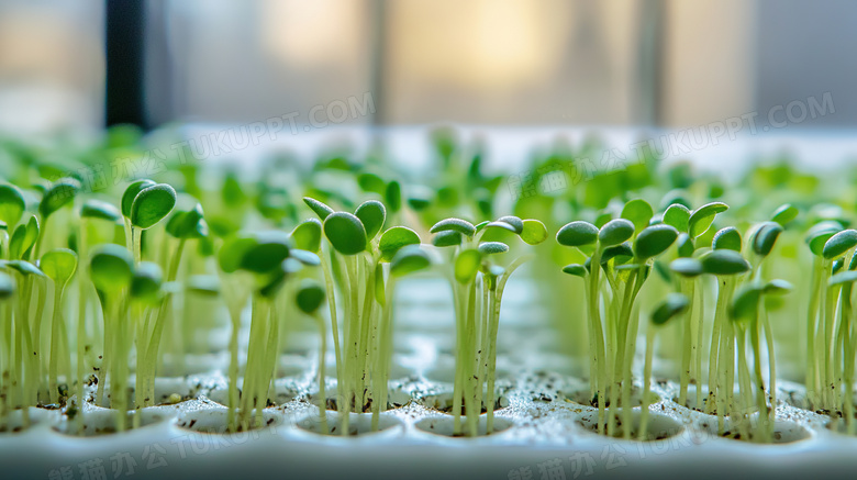 春天植物种子发芽图片