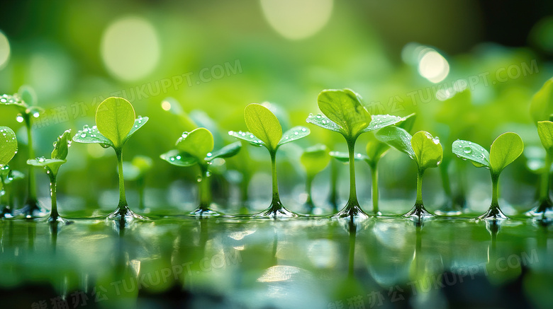 春天植物种子发芽图片