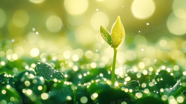 春天植物种子发芽图片