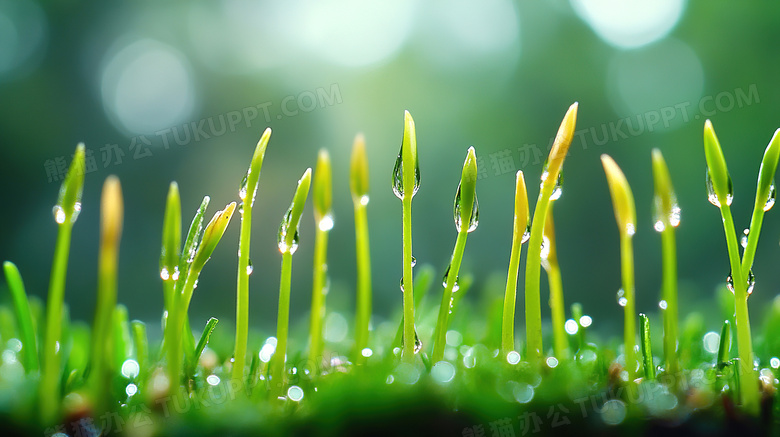 春天植物种子发芽图片