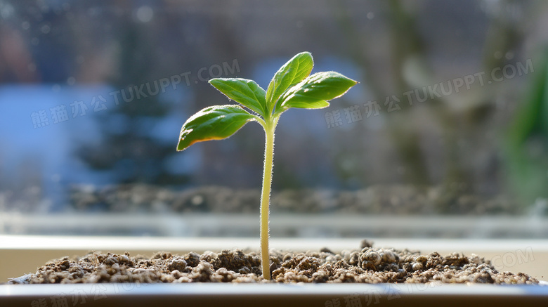 春天植物种子发芽图片