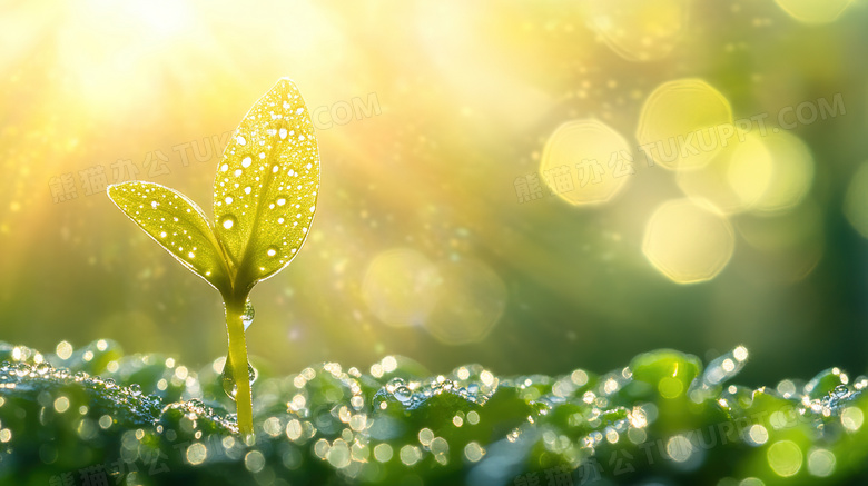 春天植物种子发芽图片