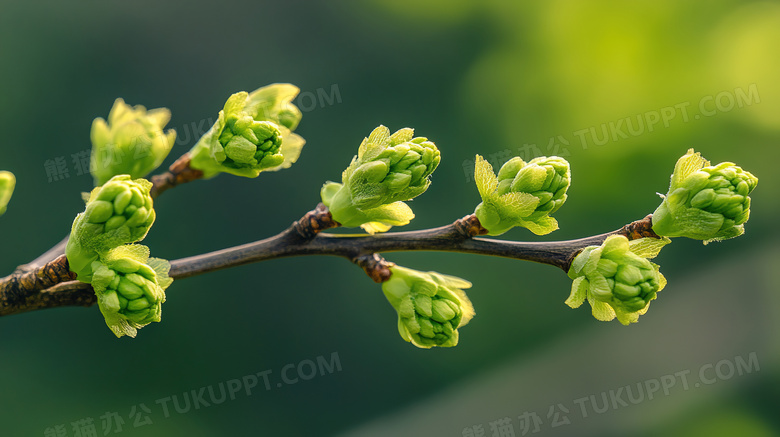 春天树枝枝条萌芽图片