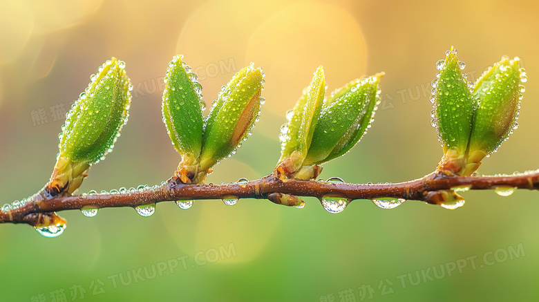 春天树枝枝条萌芽图片