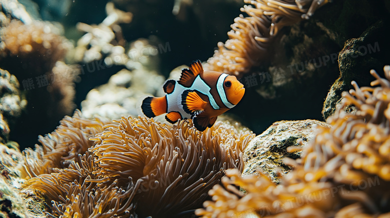 海底世界海洋里的生物鱼类图片