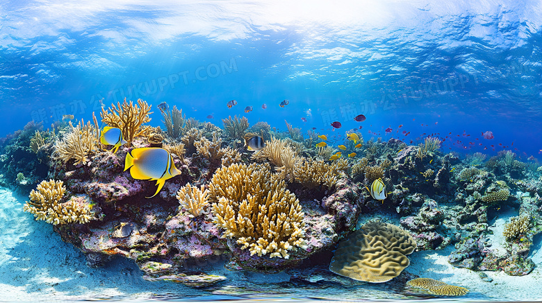 珊瑚海洋生物海底世界图片