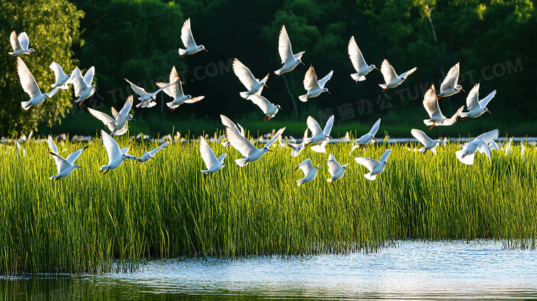 沼泽湿地自然保护区风景图片