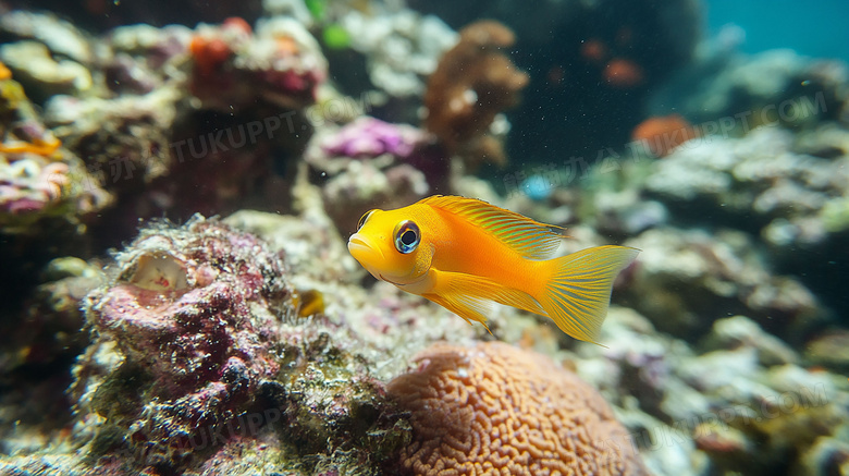 海底海洋生物图片