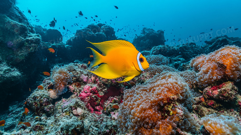 海底海洋生物图片