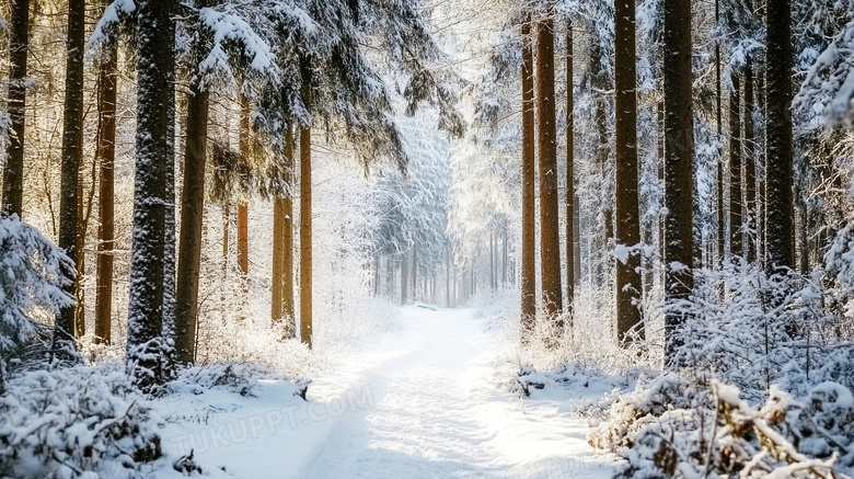 芬兰森林雪景图片