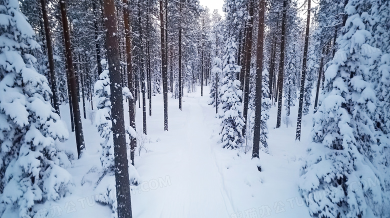 芬兰森林雪景图片