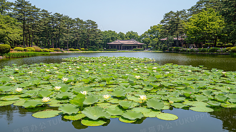 春天户外湖边美丽的荷花池景色图片