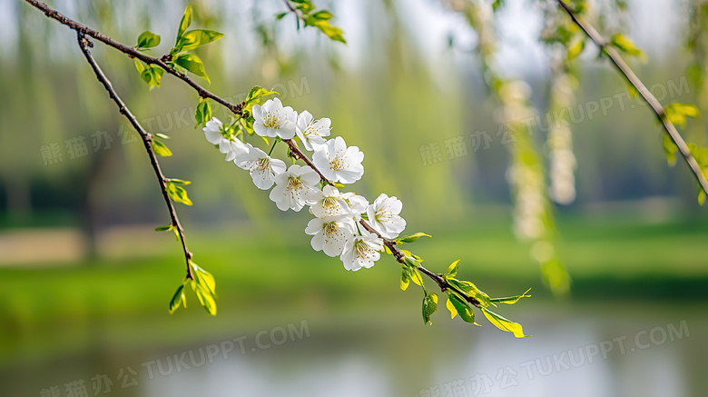 春季户外桃花树春景图片