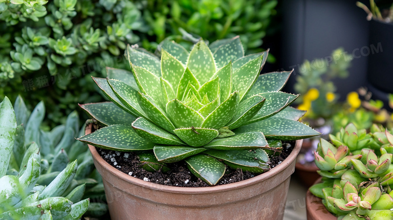 芦荟植物绿植图片