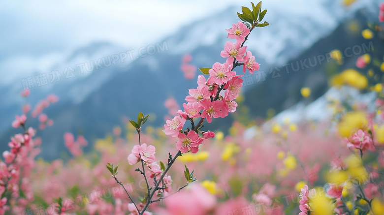 特写春季春天美丽的花图片