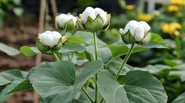 特写一株木棉花植物图片