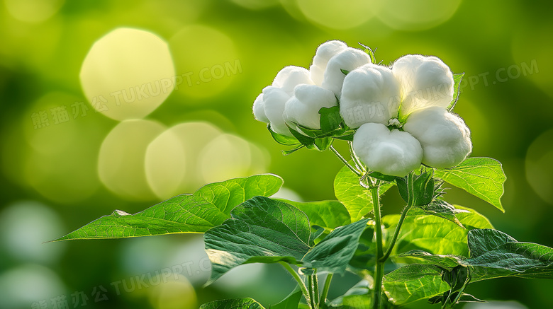 特写一株木棉花植物图片